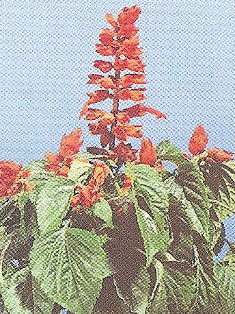 SALVIA SPLENDENS CARABINIERE GR.10